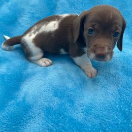 James - Piebald male Dachshund puppy in Sarah, Mississippi from White's Mississippi Doxies