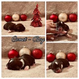 Havanese Puppies from Havareese Havanese