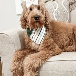Marley - Goldendoodle