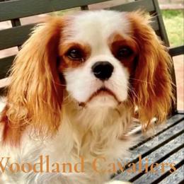 Cavalier King Charles Spaniel puppies from Woodland Cavaliers