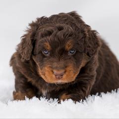 Rey - female Australian Mountain Doodle puppy in Cortez, Colorado from Sassy Pants Pups