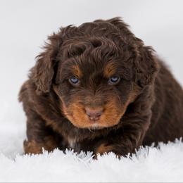 Rey - female Australian Mountain Doodle puppy in Cortez, Colorado from Sassy Pants Pups