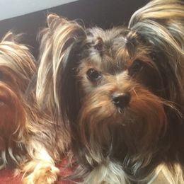 Havanese and Yorkshire Terriers from Circle Puppies