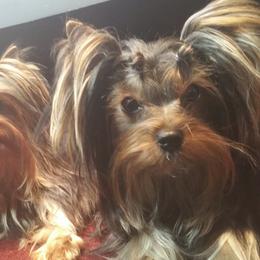 Havanese and Yorkshire Terriers from Circle Puppies