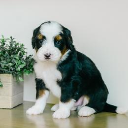 Paco - Tri-color male Bernedoodle puppy in Spanish Fork, Utah from K Brand Doodles