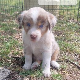 Kate - Red merle female Miniature Australian Shepherd puppy in Independence, Kansas from Rutland Aussies