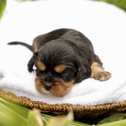 Harvey - Black and tan male Cavalier King Charles Spaniel puppy in New Holland, Pennsylvania from Mountain Breeze Puppies