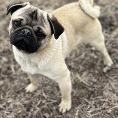 Arthur - Pug