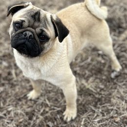 Arthur - Pug