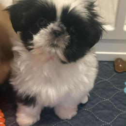Winnie - Black and white female Shih Tzu puppy in Galveston, Texas from 🌗 New Moon Shih Tzu 🌗