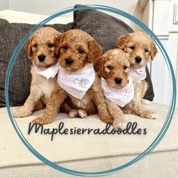 Bernedoodle, Goldendoodle, and Sheepadoodle Puppies from Maplesierradoodles