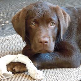 Labrador Retriever Puppies from Lorlyn Labradors