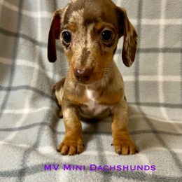 Cake Pop - Dapple male Dachshund puppy in Carlsbad, Texas from MV Mini Dachshunds