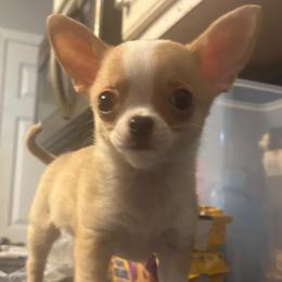 Wasabi - Chihuahua