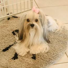 Yorkshire Terrier All Grown Up from Happy Tails Yorkies