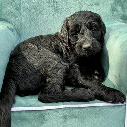 Tuile - Black female Goldendoodle puppy in De Bary, Florida from Lena’s “Christmas Cookies”