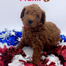 Goldendoodles from Nay Nays Mini Doodles