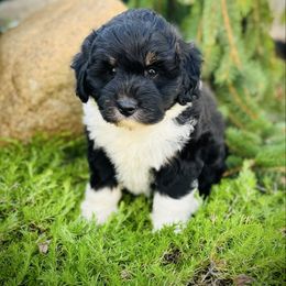 Lola - Black tri-color female Aussiedoodle puppy in Ohio from Holley Doodles