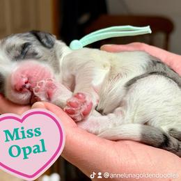 Opal - Parti female Goldendoodle puppy in Great Falls, Montana from AnneLuna Goldendoodles