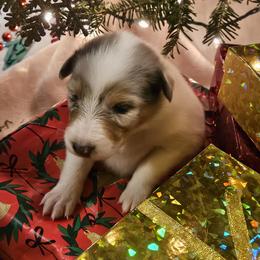 Girl 1 - Blue merle female Collie puppy in Tennessee from Voneida Collies & Corgis