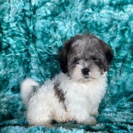 Angel - Merle female Shihpoo puppy in Knoxville, Tennessee from Rocky Top Cavapoos