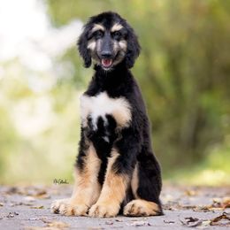 Afghan Hound Puppies from Royal Legacy