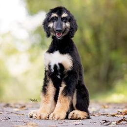 Afghan Hound Puppies from Royal Legacy