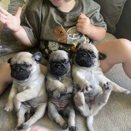 Pug Puppies from Redbay Pugs