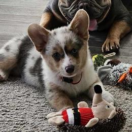 American Corgis and Pembroke Welsh Corgis from The Comma Corgis