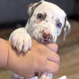 Shadow - White and liver brown male Dalmatian puppy in Hastings, Florida from Love My Spotty Dalmatians