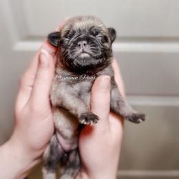 Sophie - Fawn female Pug puppy in Shady Hills, Florida from Premium Pugs