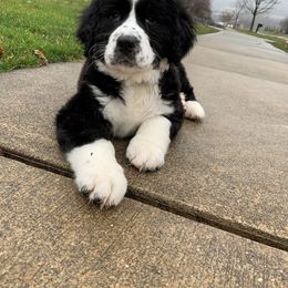 Bernedoodle Puppies from Buckingham's Bernedoodle Buddies