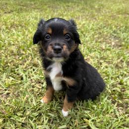 Lover - Black tri female Miniature Australian Shepherd puppy in Daytona Beach, Florida from Mini Aussie Beach Babies