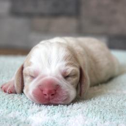 Rayne - Lemon and white female Beagle puppy in Morrill, Kansas from Kelle Beagles