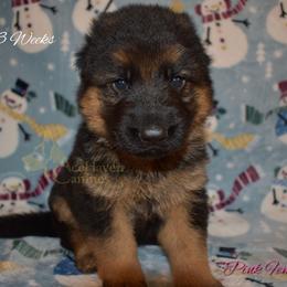 Pink Collar - Black and red female German Shepherd puppy in Orlando, Florida from AceHaven Canines