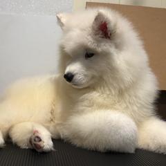 Pink - White female Samoyed puppy in Springfield, Massachusetts from Imperial Samoyeds