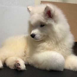 Pink - White female Samoyed puppy in Springfield, Massachusetts from Imperial Samoyeds