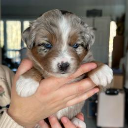 Bell (Christmas Babies) Blues - Blue merle female Miniature Australian Shepherd puppy in Charlestown, Indiana from Forever Aussies and A Doodle