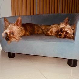 Bebe - Black and gold male Yorkshire Terrier puppy in Cape Coral, Florida from Katherine’s Yorkies and Poodles