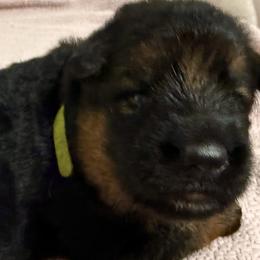 ADA YELLOW - Black and red female German Shepherd puppy in Yorkville, Illinois from Vom Archbold Haus World Class German Shepherds