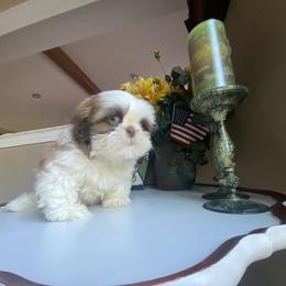 Boy 3 Little Vinny - Liver and white male Shih Tzu puppy in Troy, Michigan from "Shihtzu Best Friend"