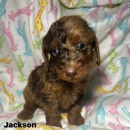Jackson - Dapple male Dachshund puppy in Connersville, Indiana from MoonShine Babies