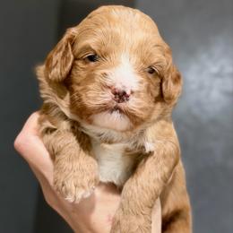 Pink - Caramel red female Australian Labradoodle puppy in Auburn, Washington from West Valley Labradoodles