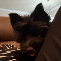 Gracie - Yorkshire Terrier