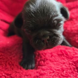 Black boy 3 - Black male Pug puppy in Gaffney, South Carolina from Sunset Farms