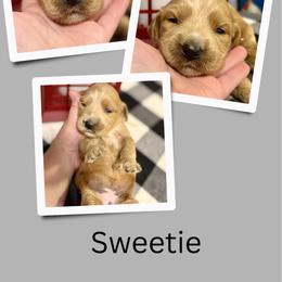 Sweetie - Apricot female Irish Doodle puppy in Bluefield, Virginia from Love on a Leash