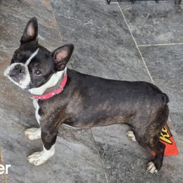 Harper - Boston Terrier
