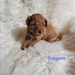 Grayson - Red  male Poodle puppy in Montrose, Pennsylvania from Tales Of Joy