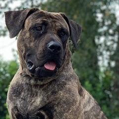 Cortona - Perro de Presa Canario