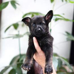 Mila - Sable female German Shepherd puppy in Coarsegold, California from Yosemite Shepherds